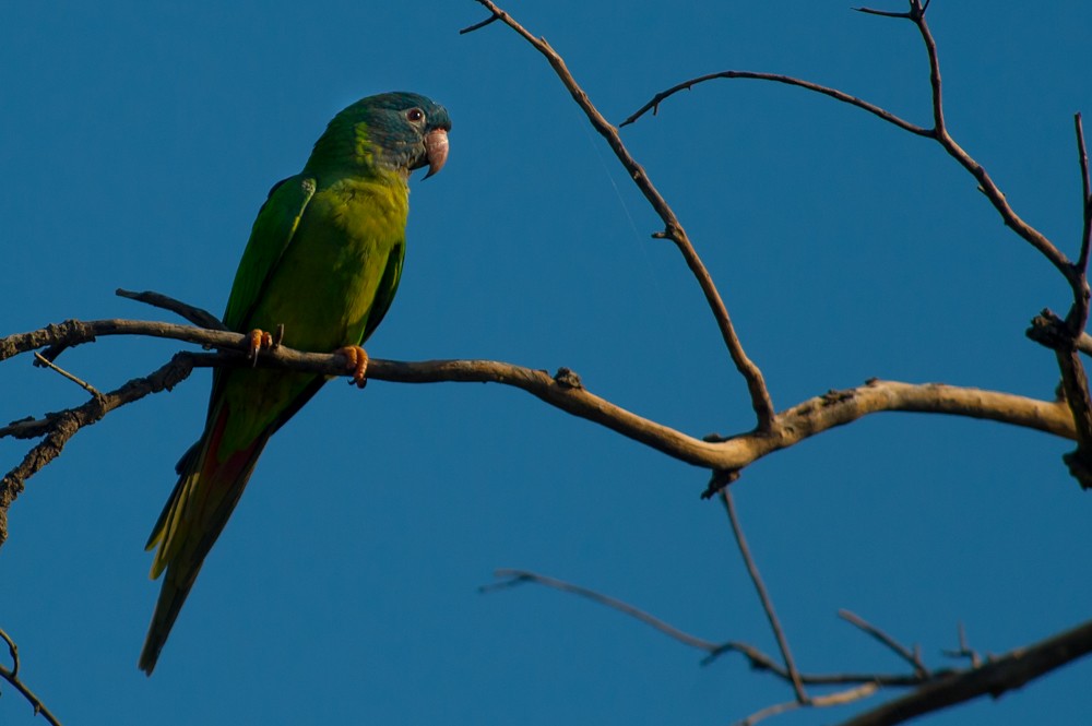 Blue-crowned Parakeet - ML159594831