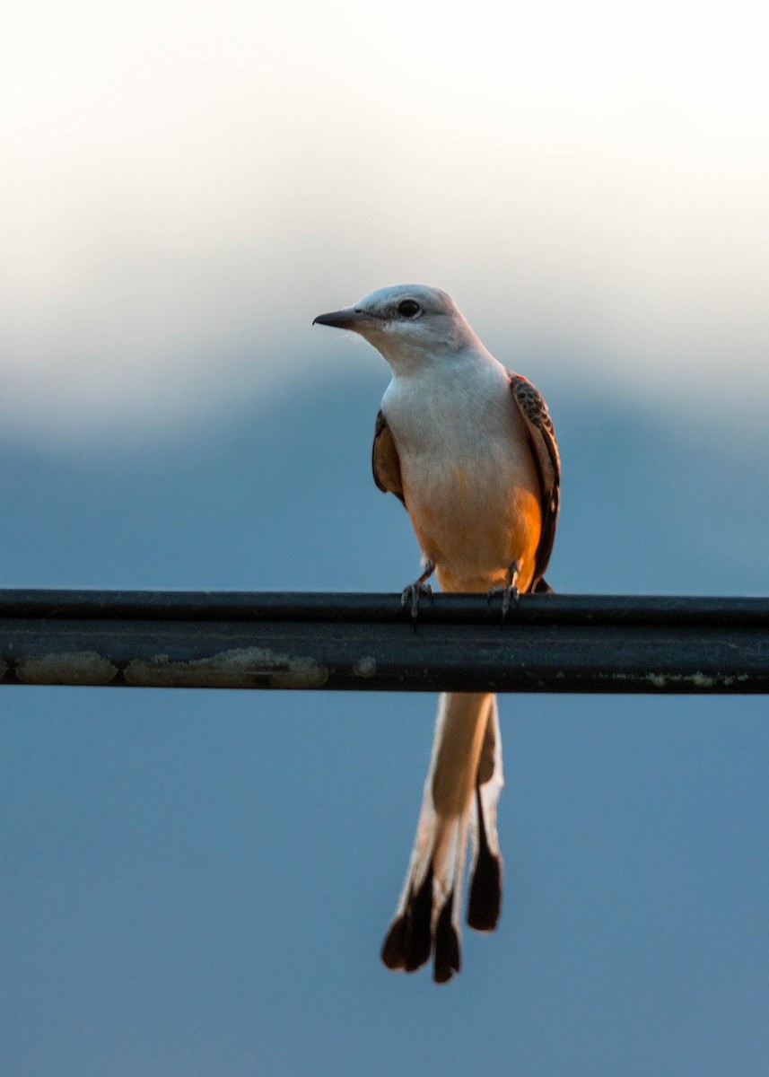 Scissor-tailed Flycatcher - ML159595251