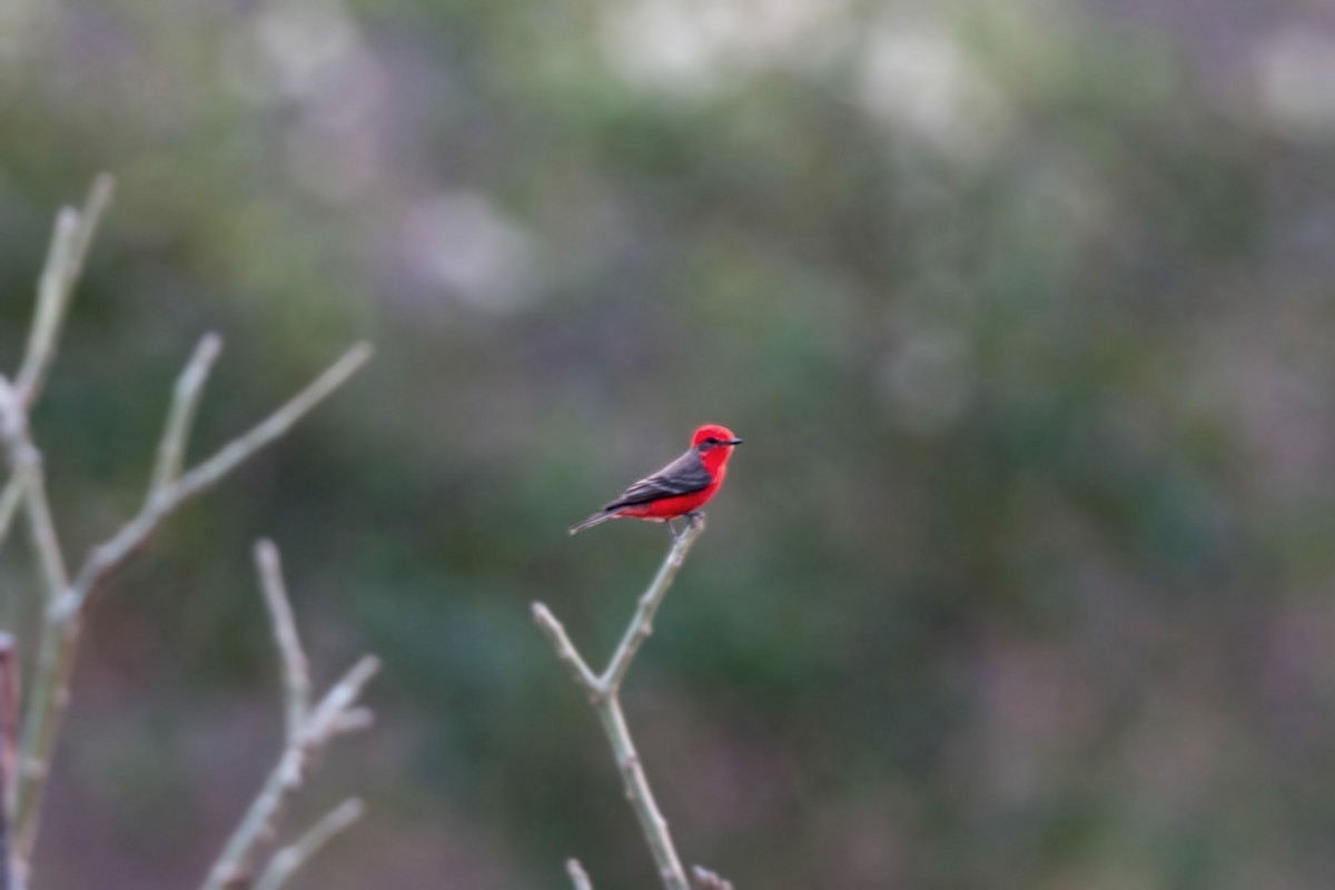 Vermilion Flycatcher - ML159595321