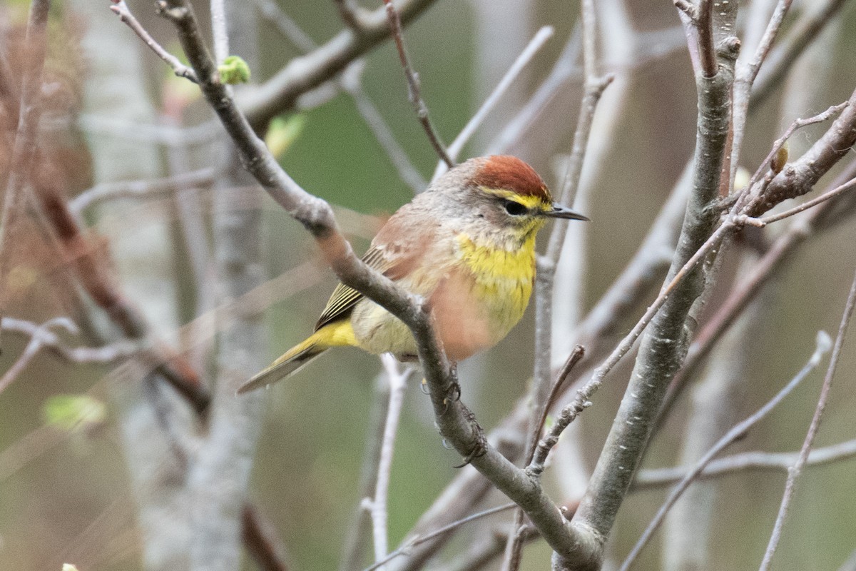 Palm Warbler - ML159596361