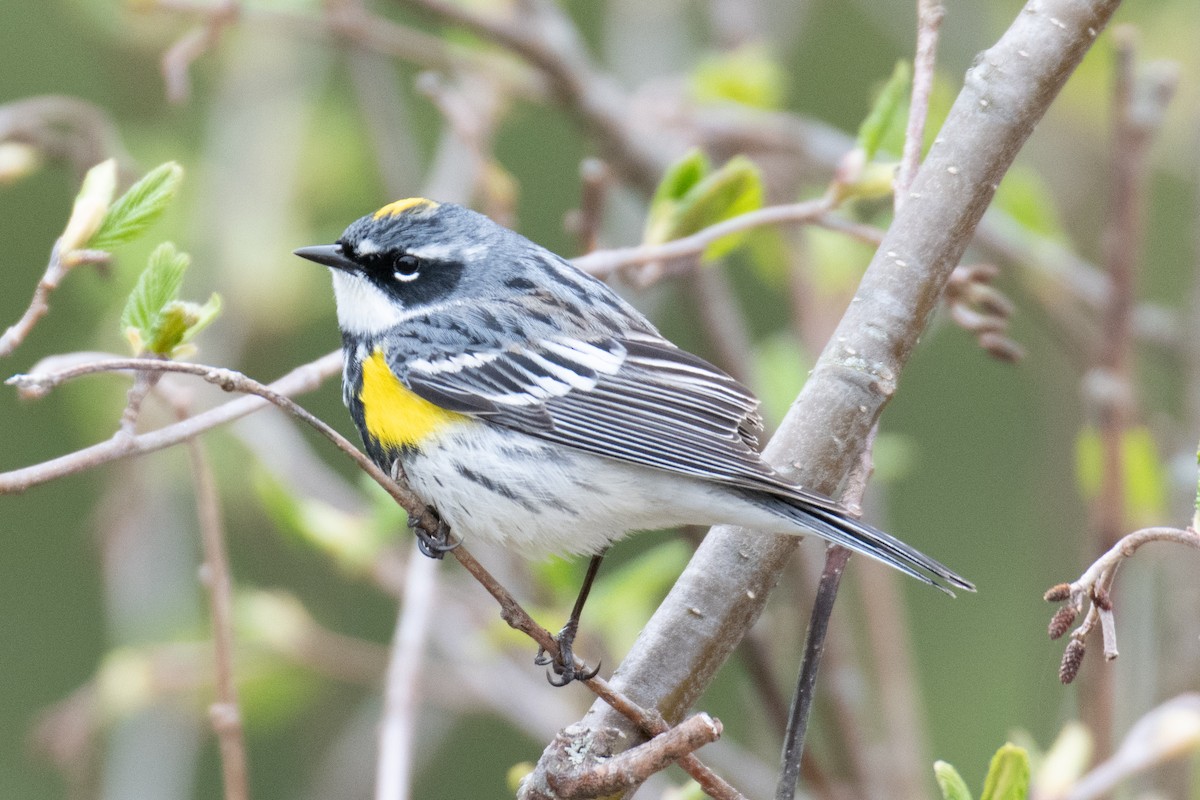 Yellow-rumped Warbler (Myrtle) - ML159596641