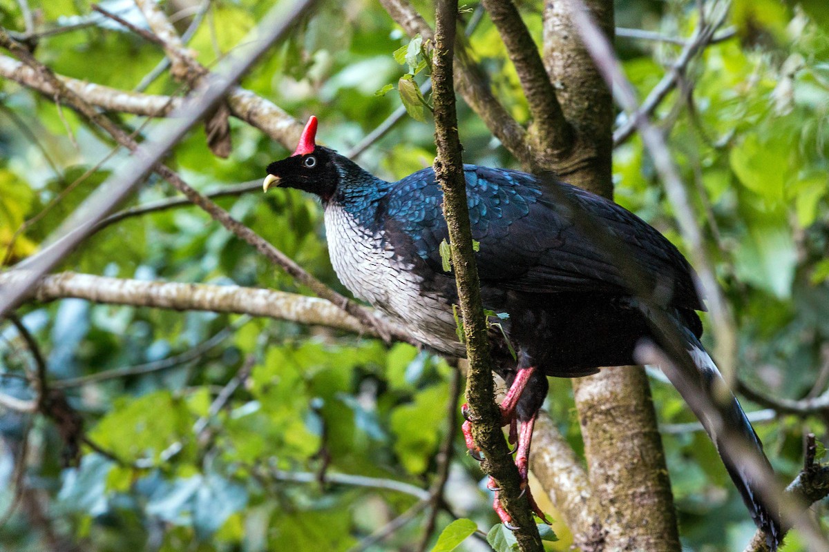 Horned Guan - William Clark