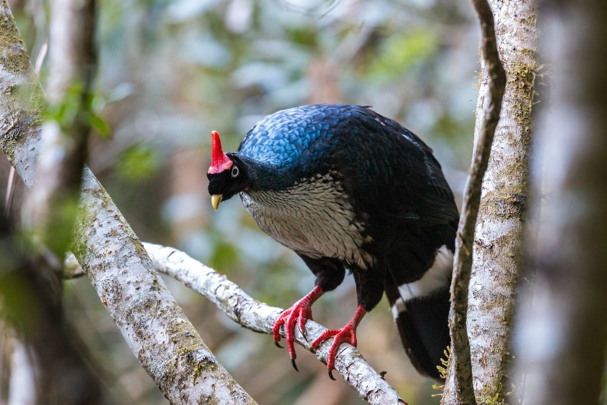 Horned Guan - ML159597991