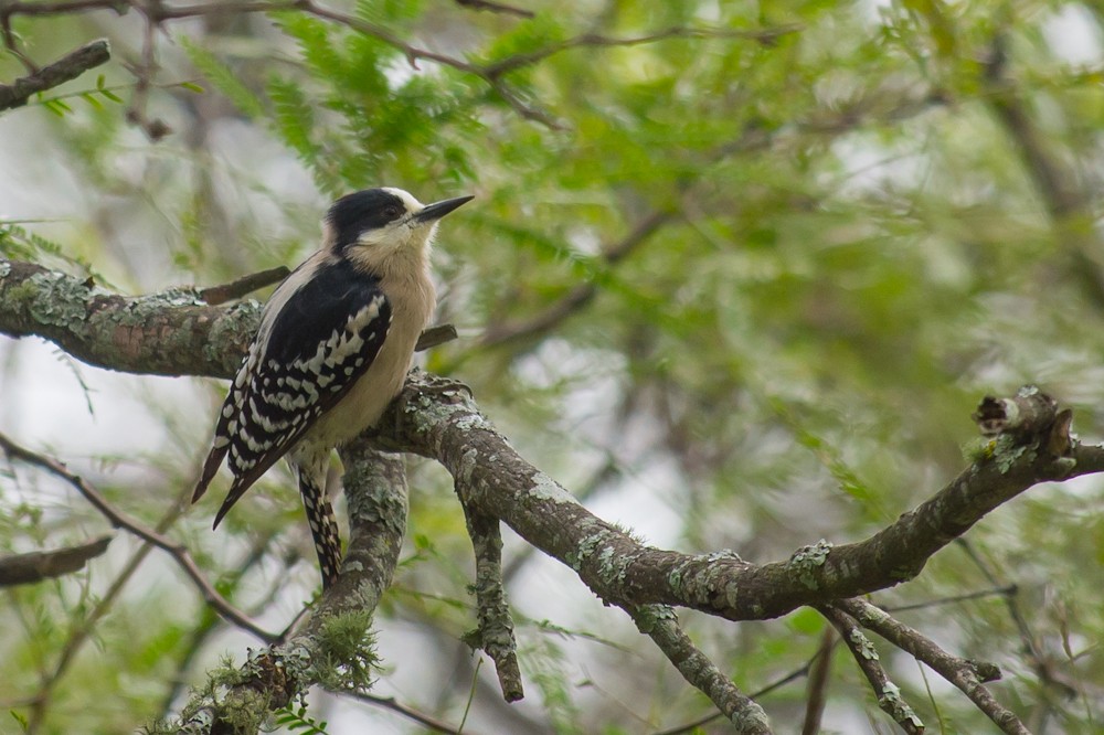 White-fronted Woodpecker - ML159598631