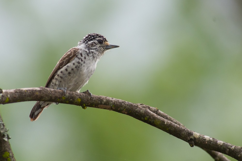 White-barred Piculet - ML159598741