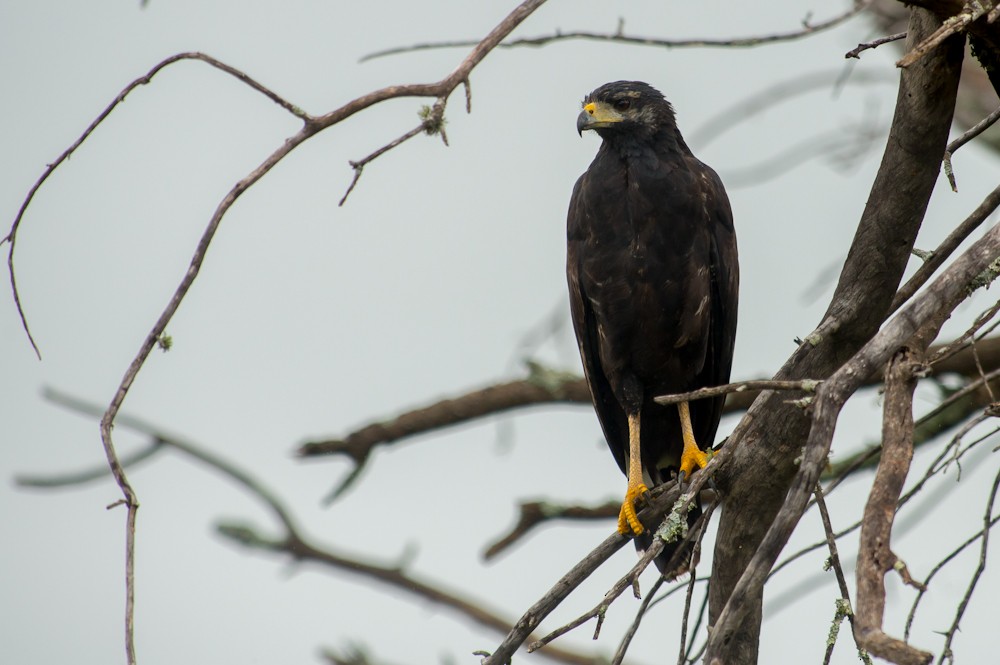 Great Black Hawk - Joao Quental JQuental