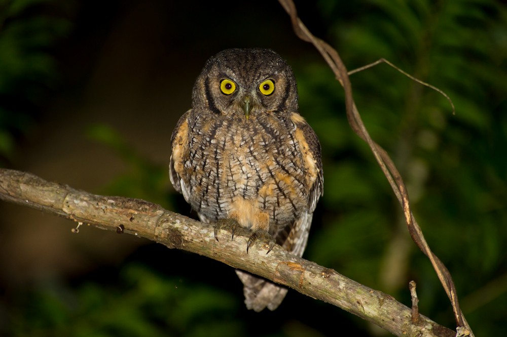 Tropical Screech-Owl - ML159599161