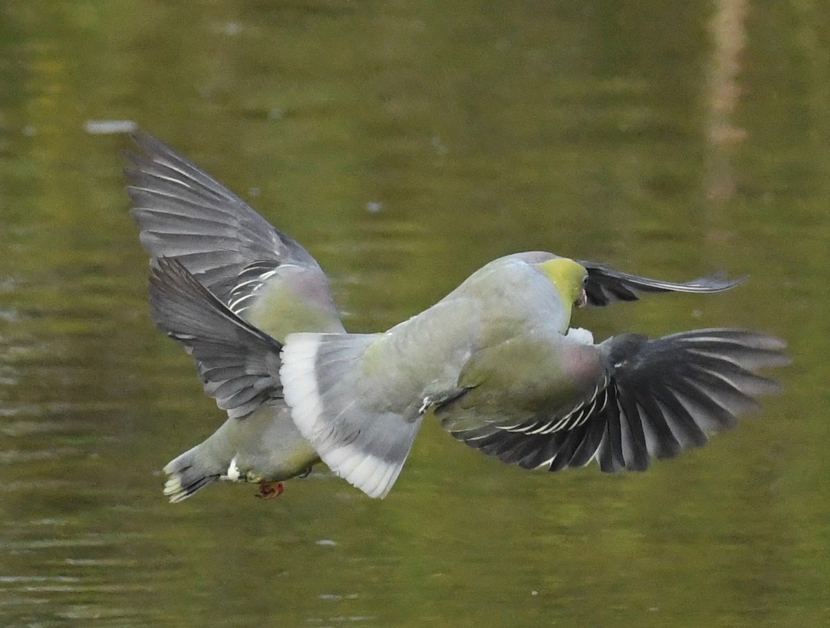 African Green-Pigeon - Theresa Bucher