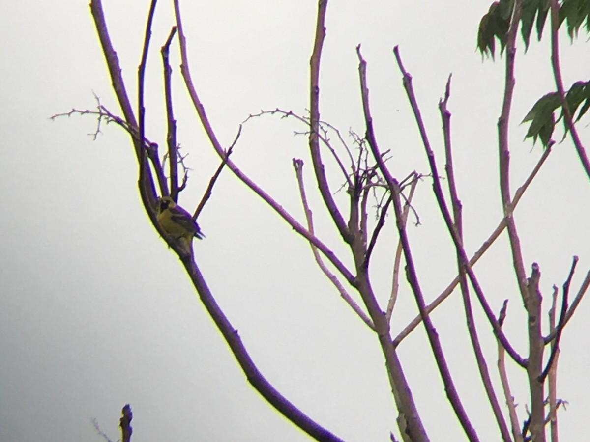 Orchard Oriole - Emma Loomis-Amrhein