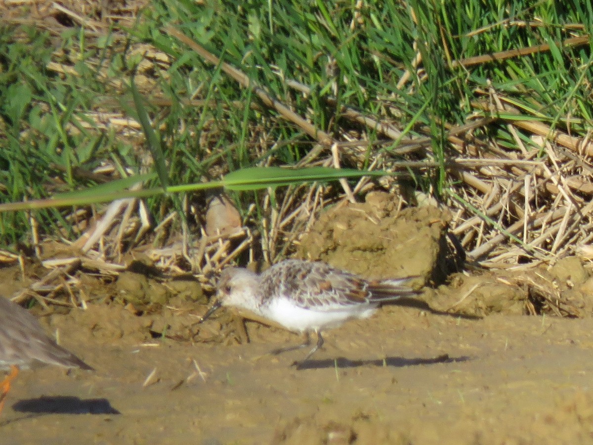 Sanderling - David Ardanuy Rodríguez