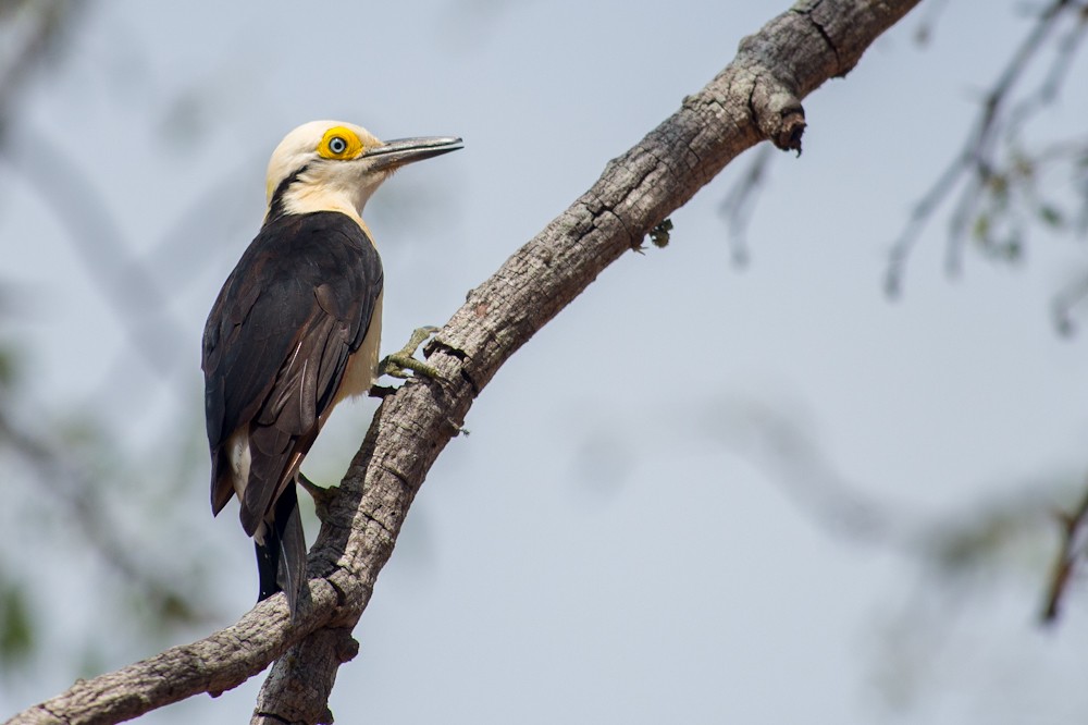 White Woodpecker - ML159600761