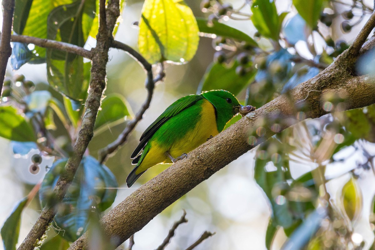 Blue-crowned Chlorophonia - William Clark