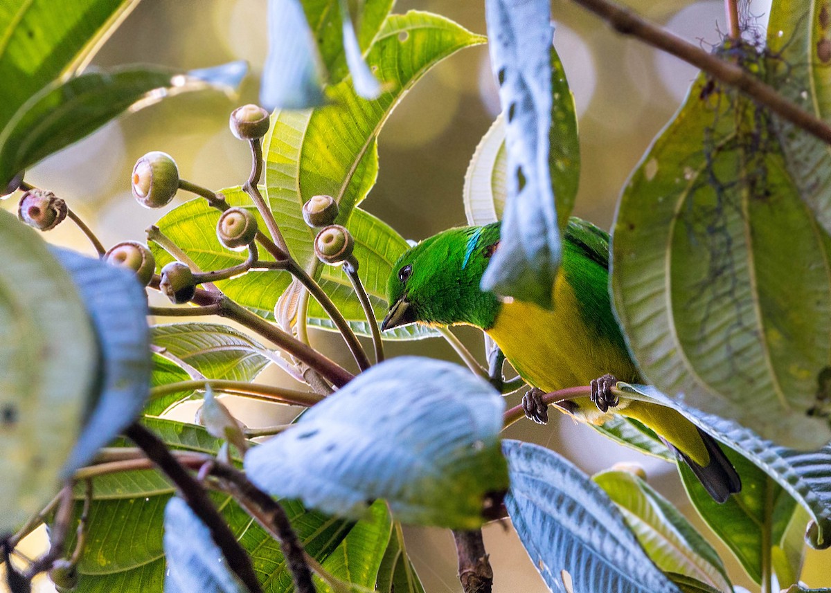 Blue-crowned Chlorophonia - ML159600811