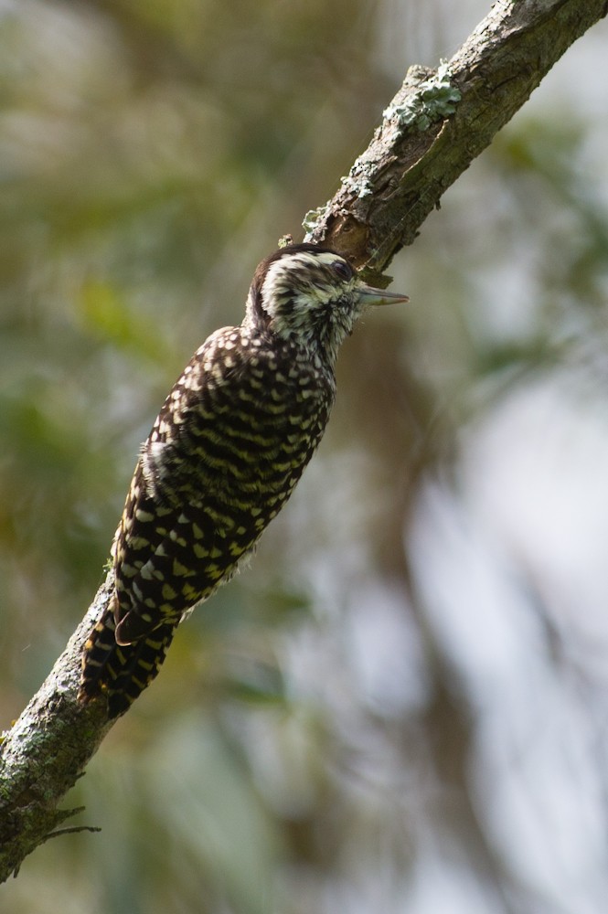 Checkered Woodpecker - ML159600901