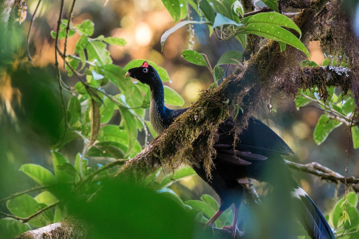 Horned Guan - ML159601081