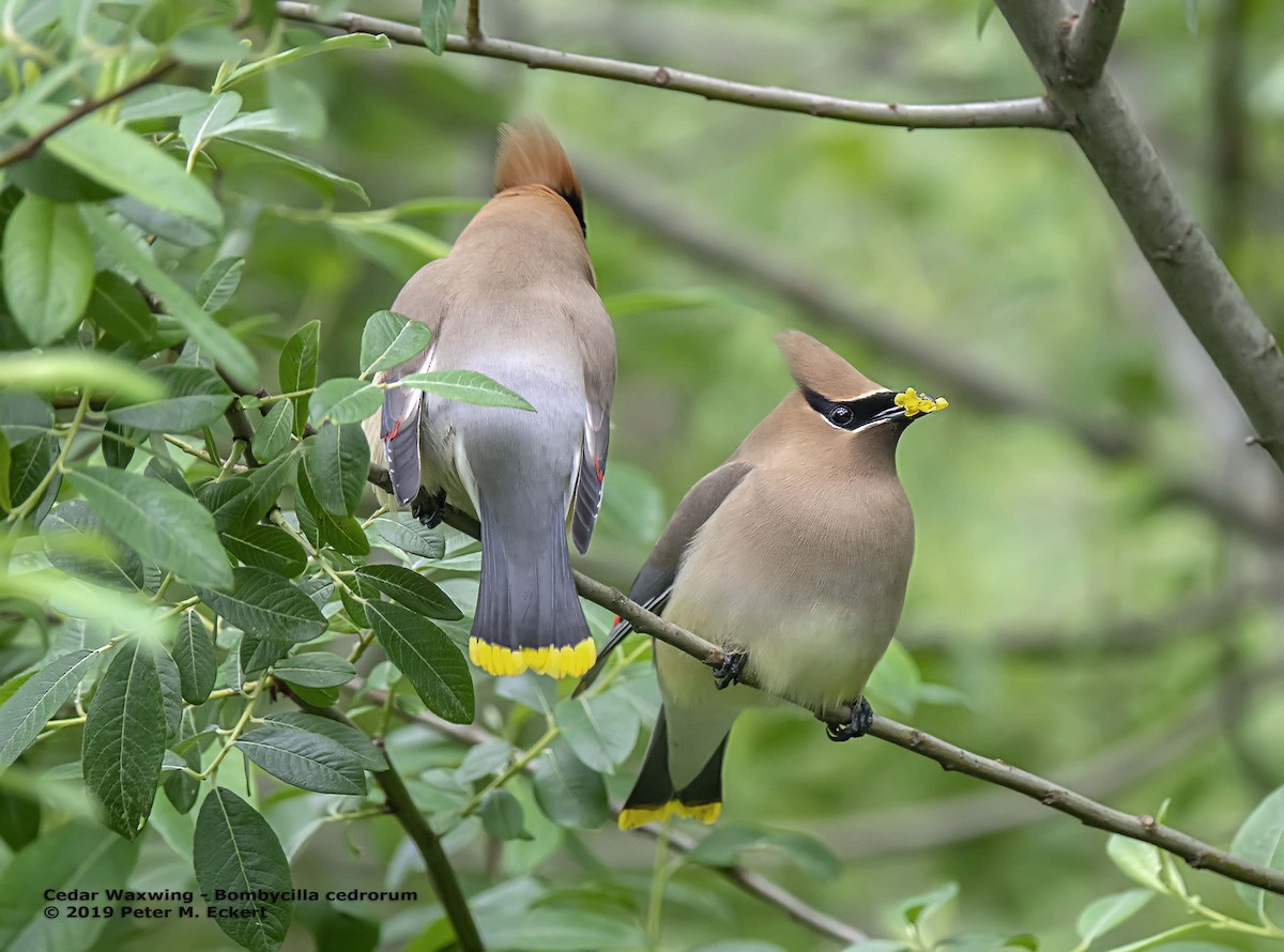 Cedar Waxwing - ML159601151