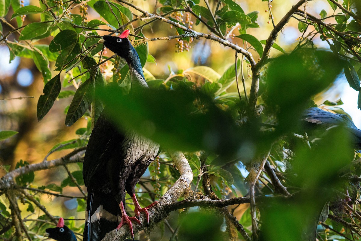 Horned Guan - William Clark