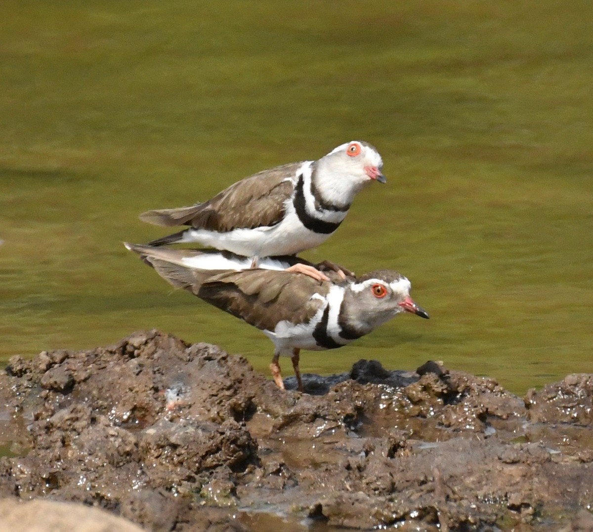 Three-banded Plover - ML159601201