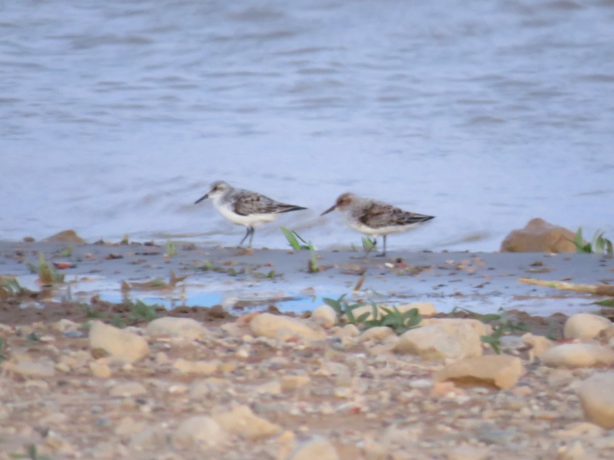 Sanderling - David Ardanuy Rodríguez