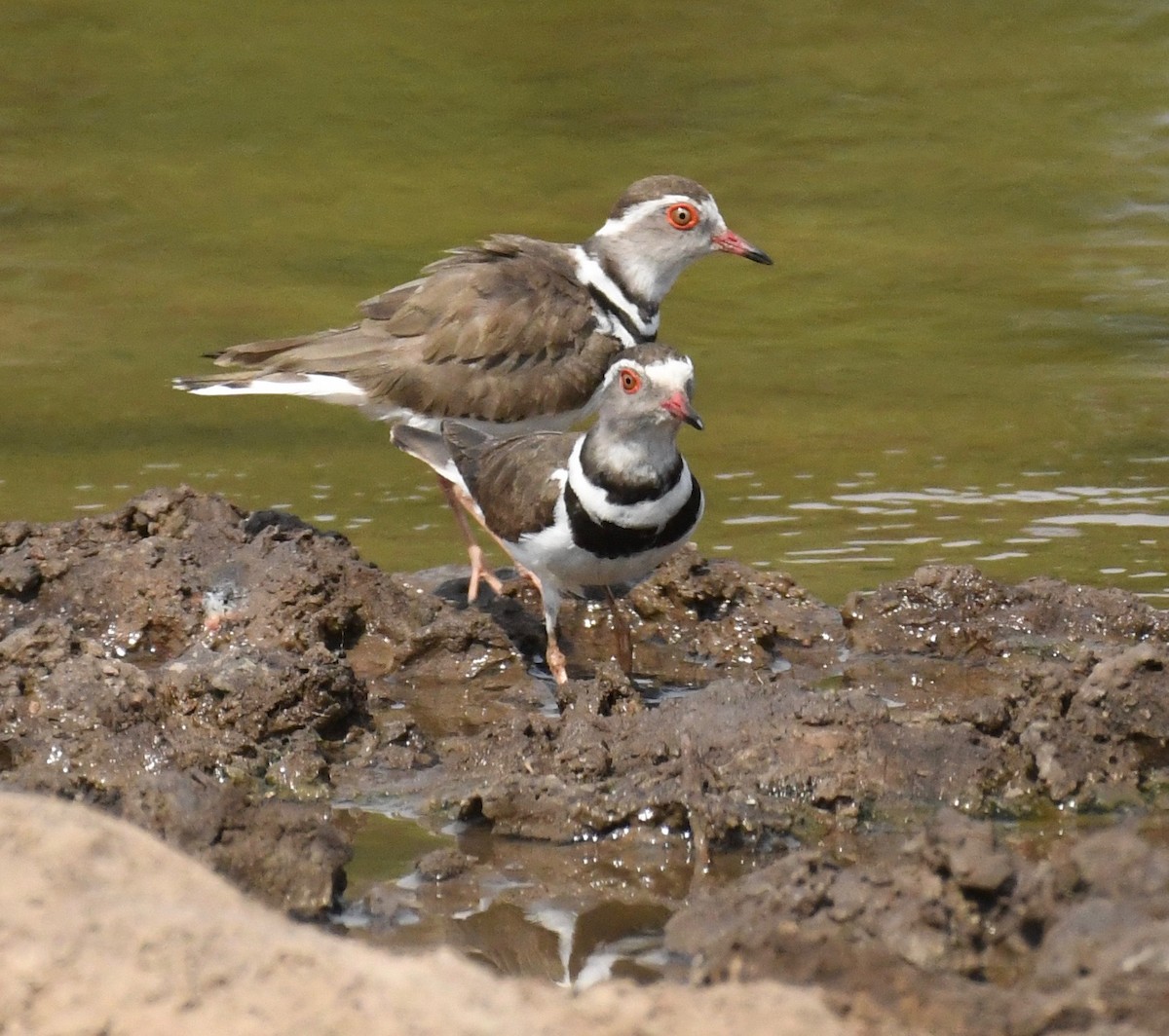 Three-banded Plover - ML159601291