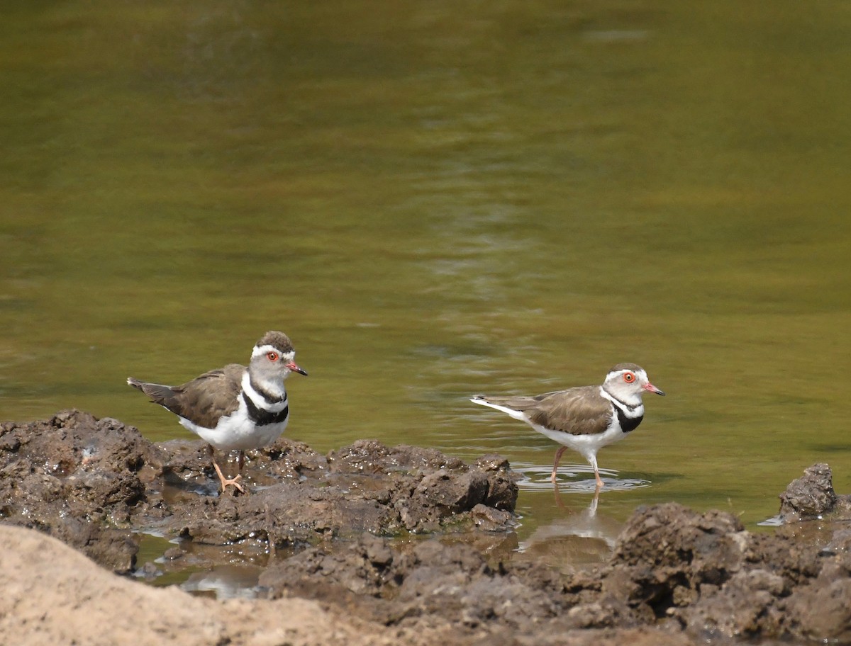 Three-banded Plover - ML159601401