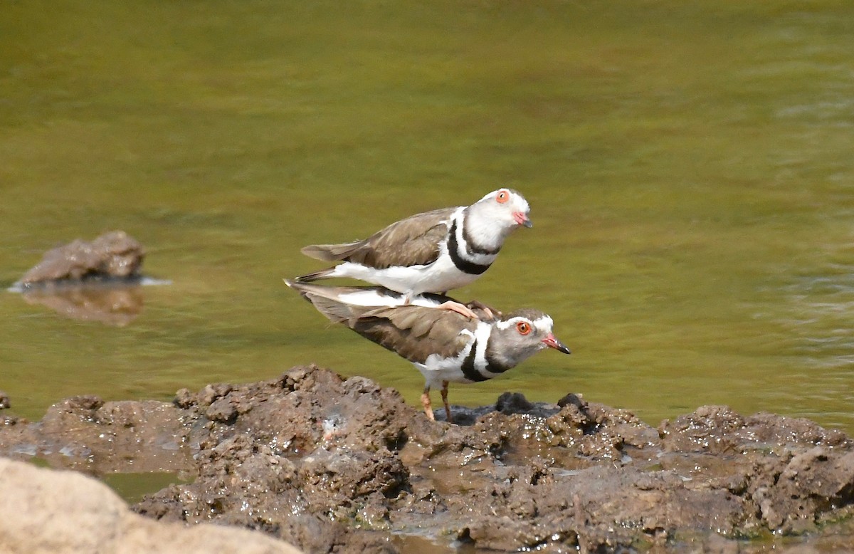 Three-banded Plover - ML159601411