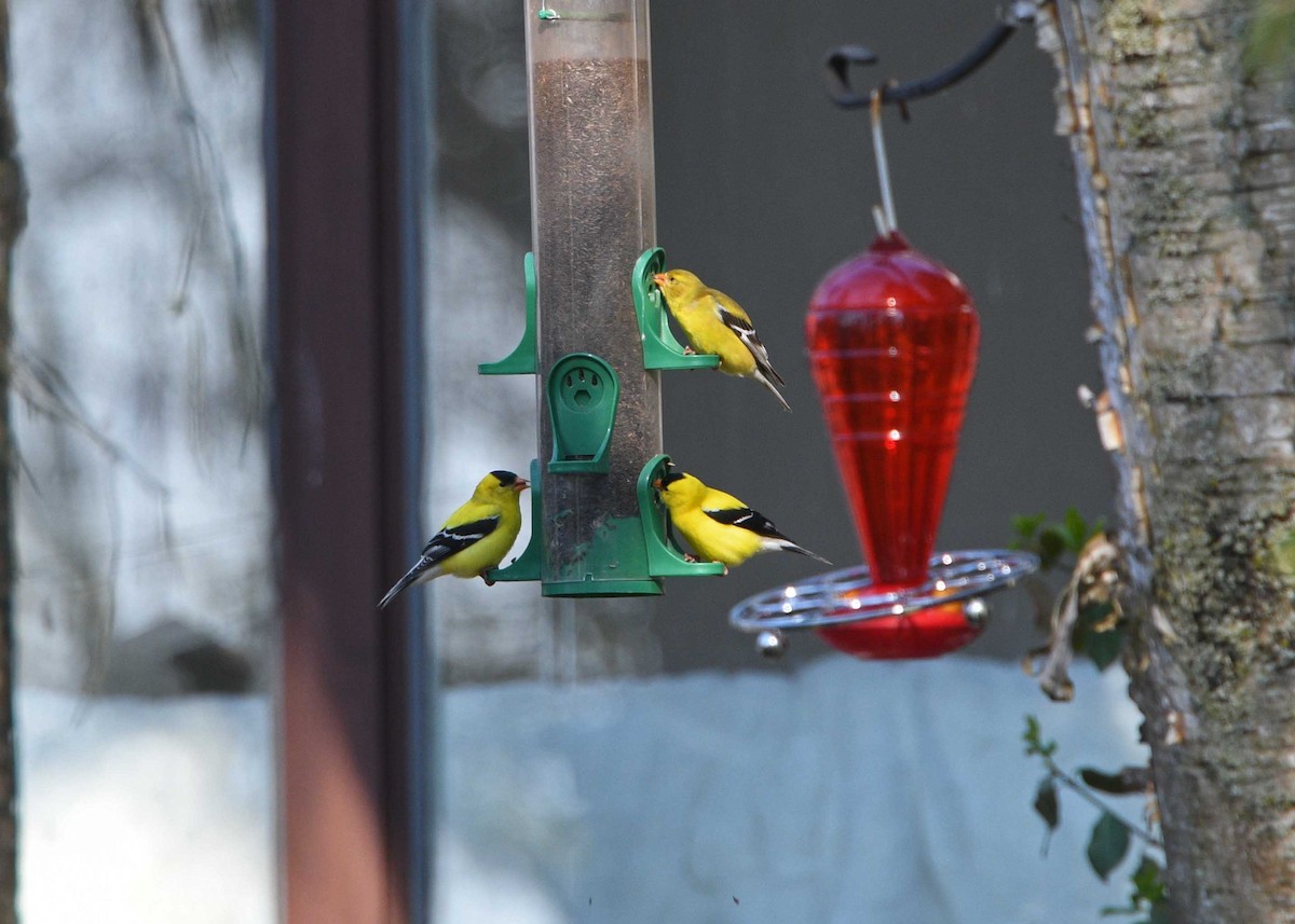 American Goldfinch - ML159601421