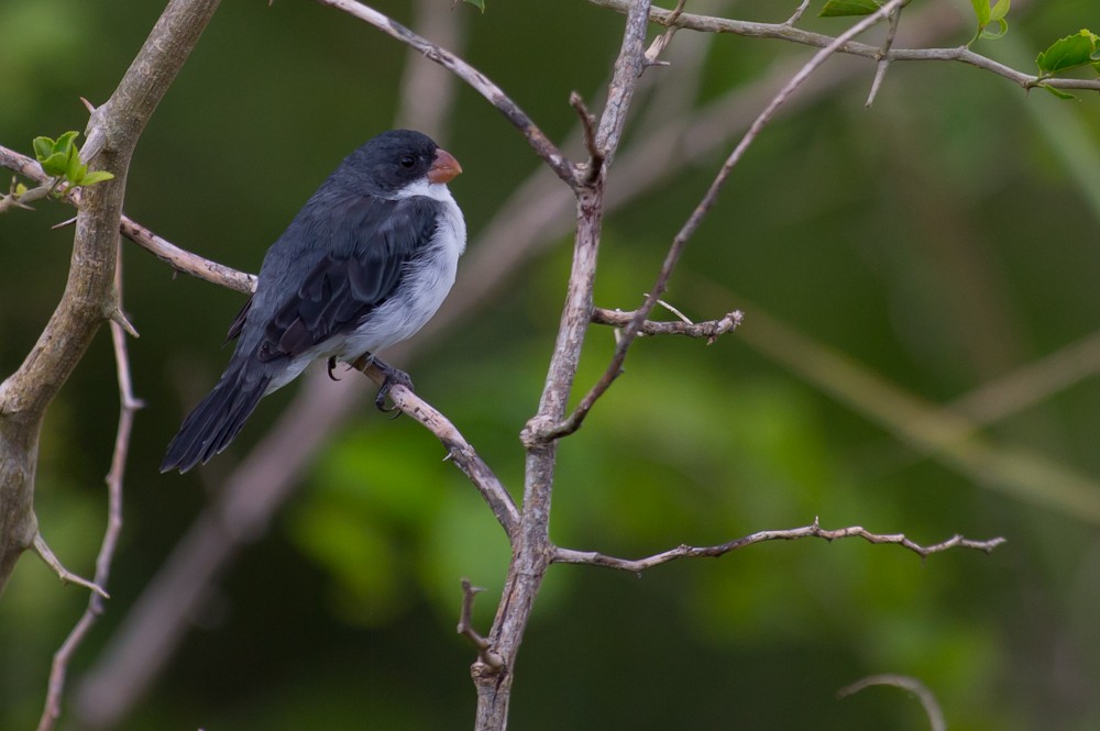 White-bellied Seedeater - ML159601431