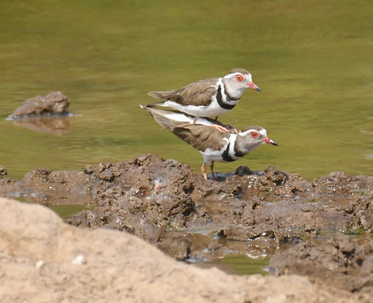 Three-banded Plover - ML159601451