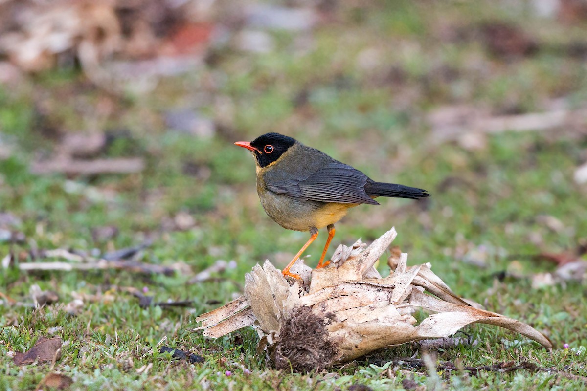 Yellow-throated Nightingale-Thrush - William Clark