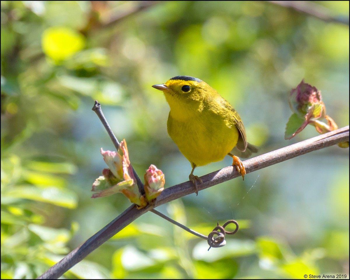 Wilson's Warbler - Steve Arena