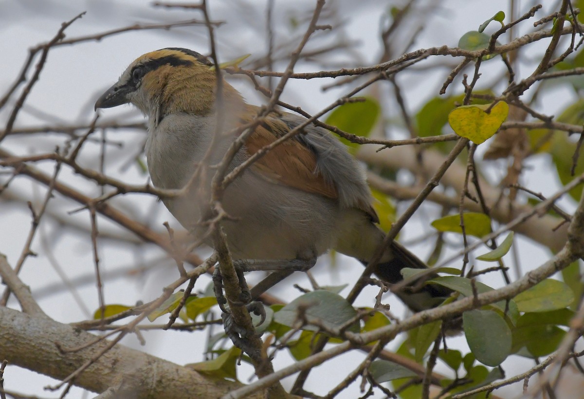 Black-crowned Tchagra - ML159602081