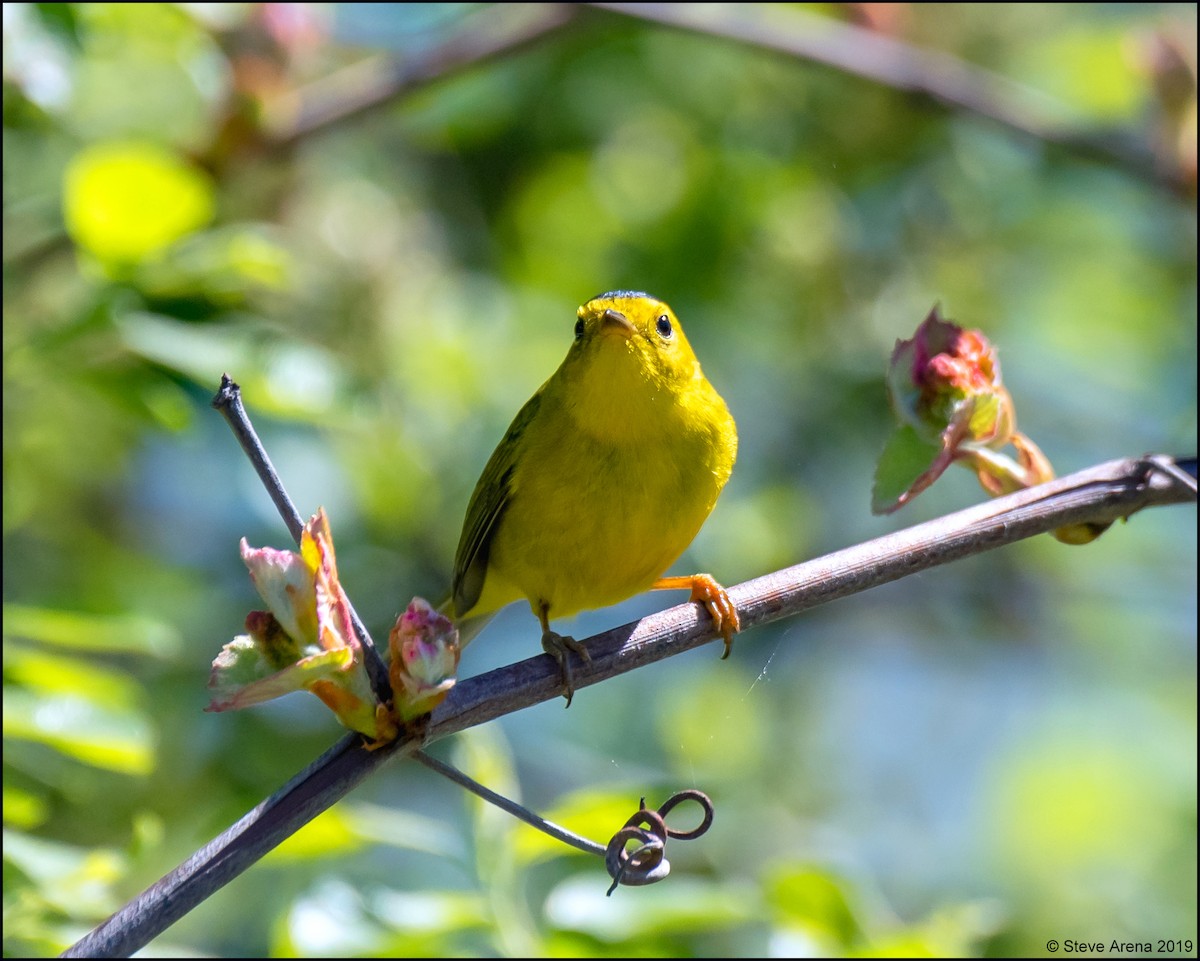 Wilson's Warbler - Steve Arena