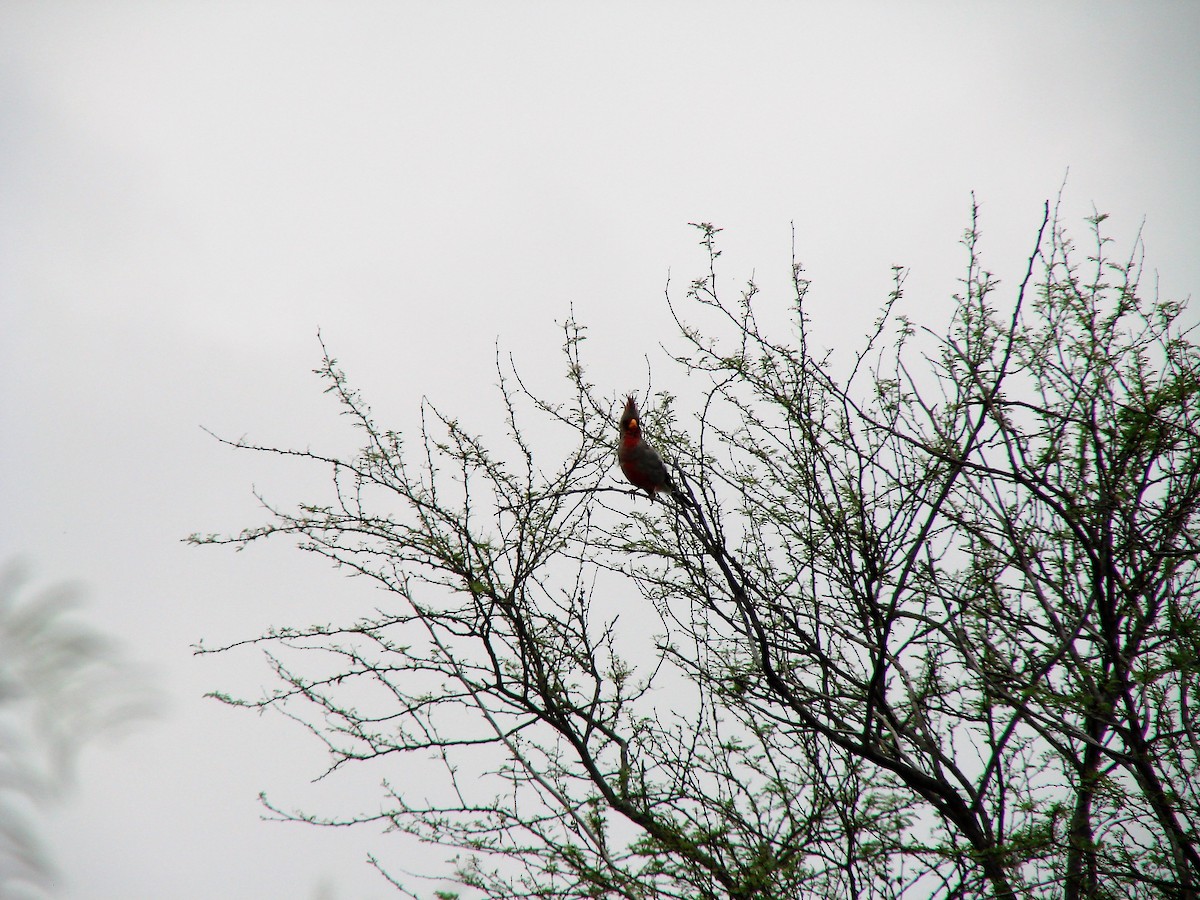 Pyrrhuloxia - Dan Sherick