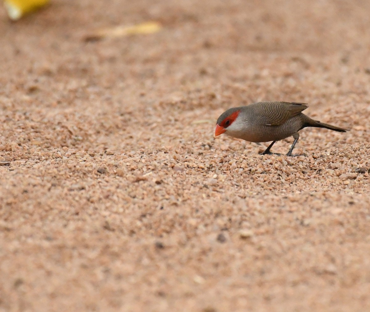 Common Waxbill - ML159604471