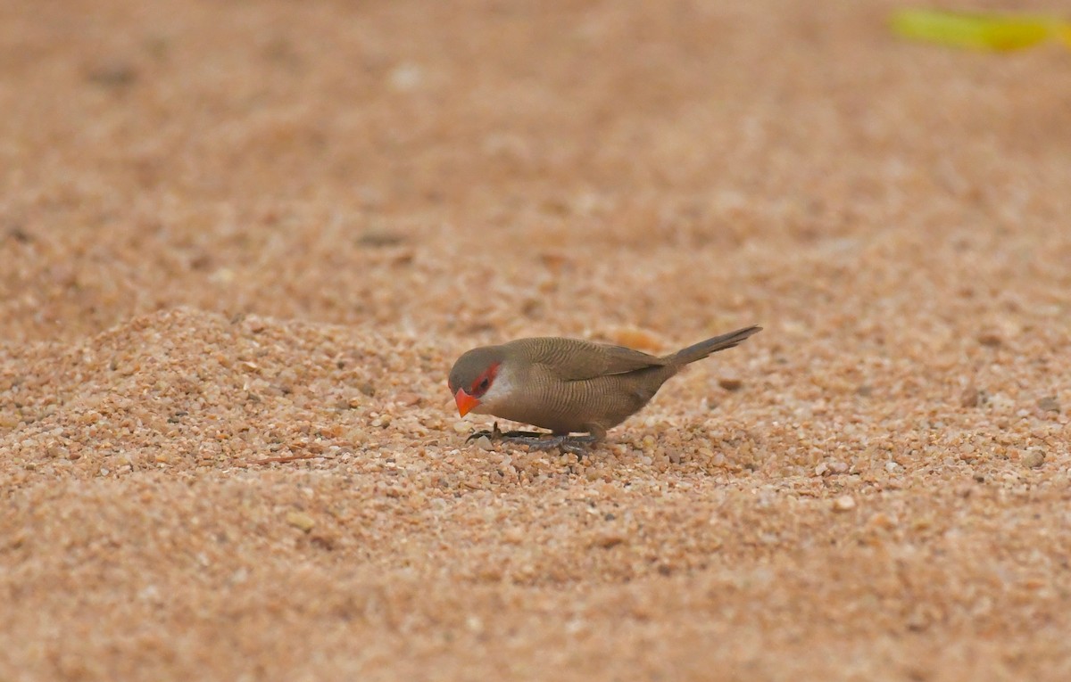 Common Waxbill - ML159604481