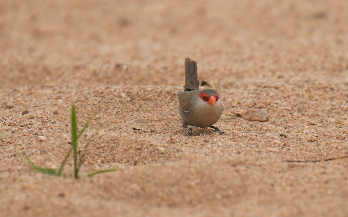 Common Waxbill - ML159604551