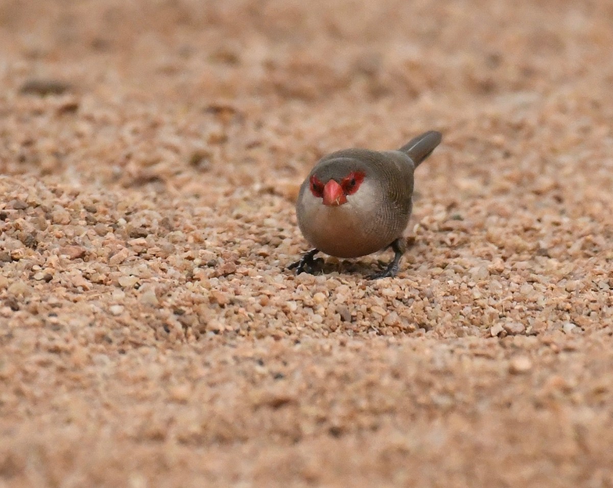 Common Waxbill - ML159604621