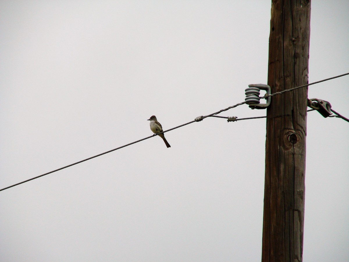 Ash-throated Flycatcher - ML159605081