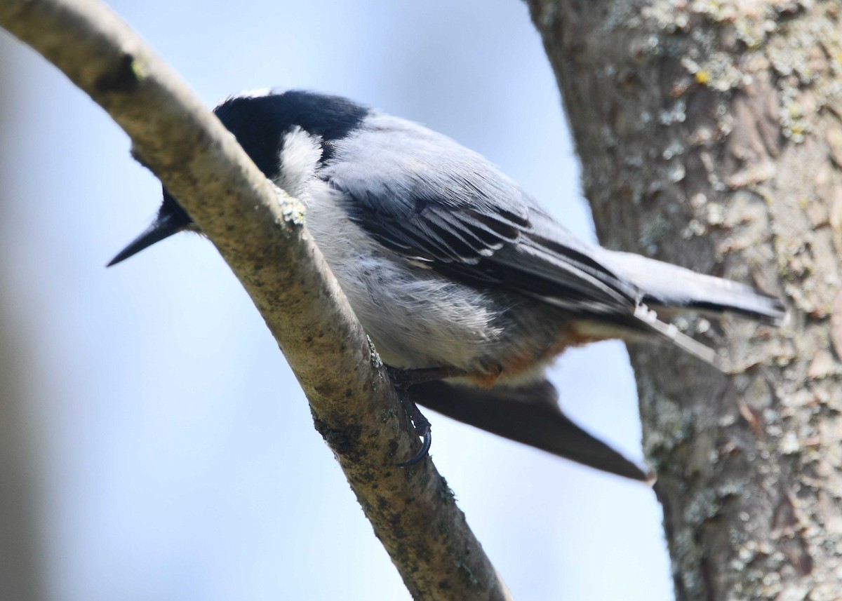 White-breasted Nuthatch - ML159605811