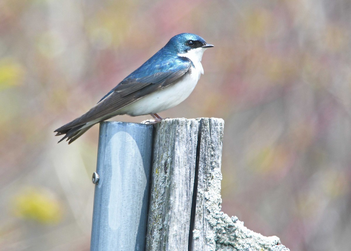 Tree Swallow - ML159606071