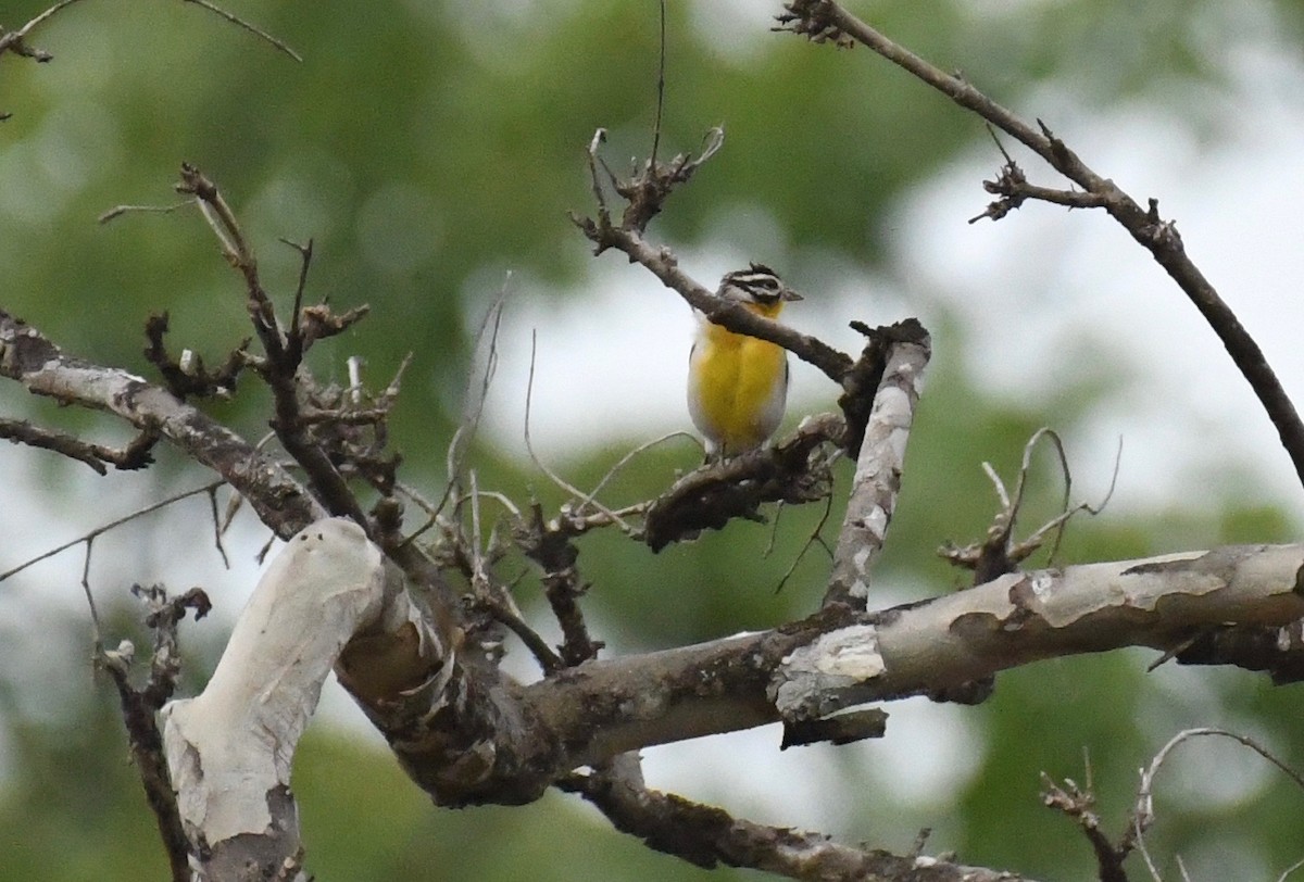 Golden-breasted Bunting - ML159606671