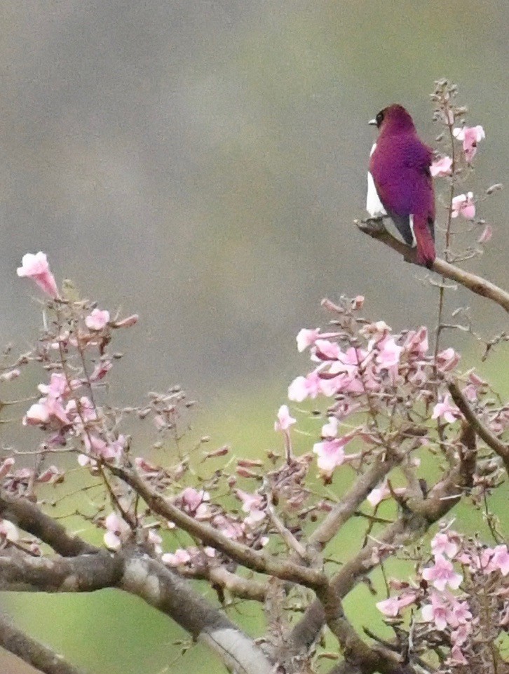 Violet-backed Starling - ML159606931