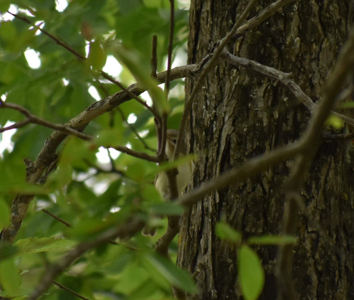 Warbling Vireo - Gabe Hargrove