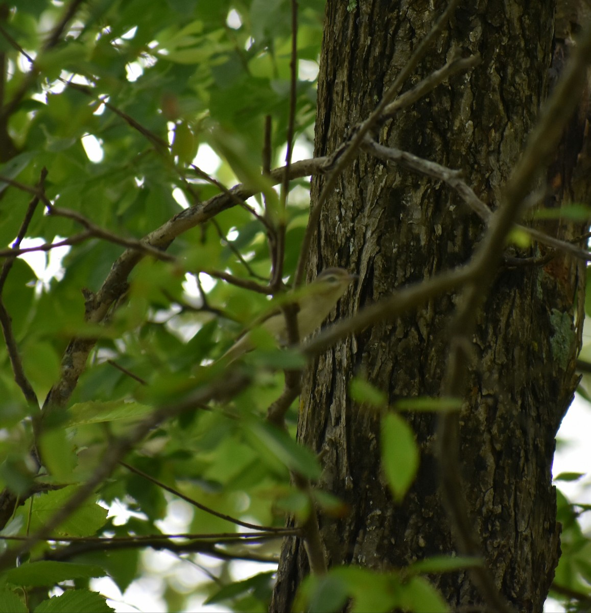 Warbling Vireo - Gabe Hargrove