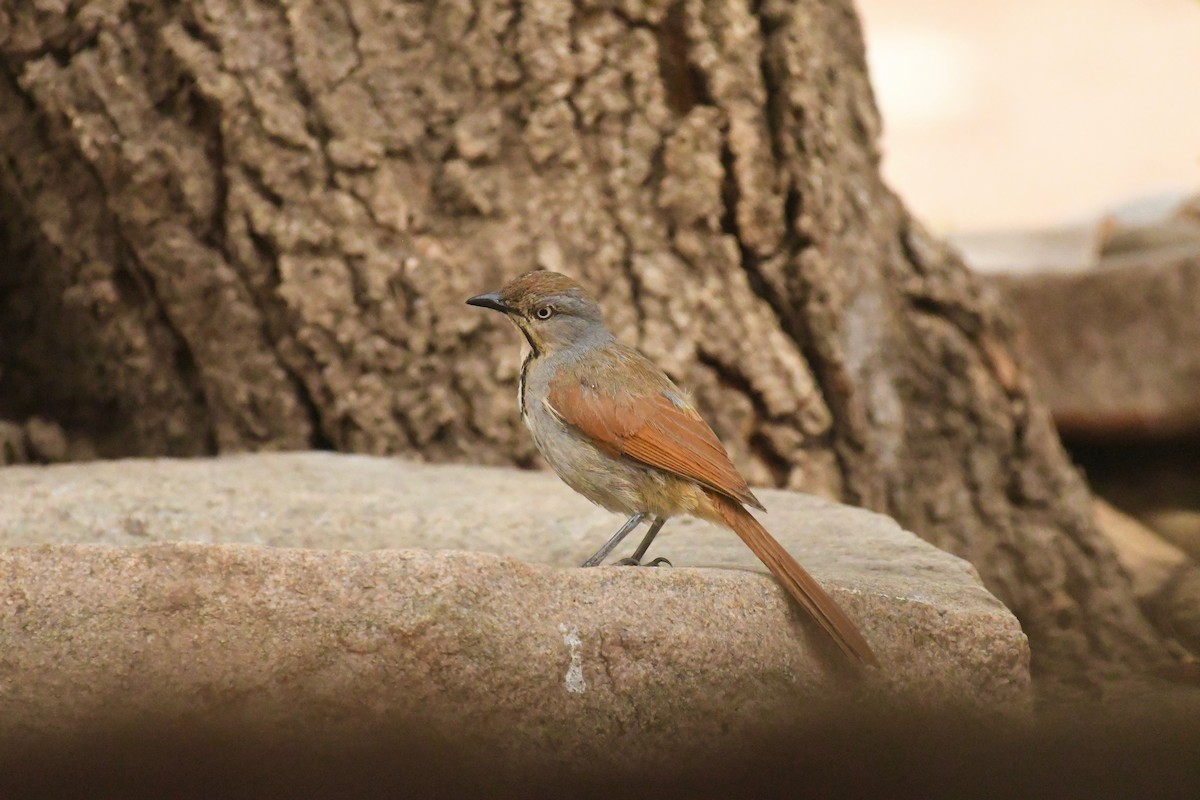 Collared Palm-Thrush - ML159607171