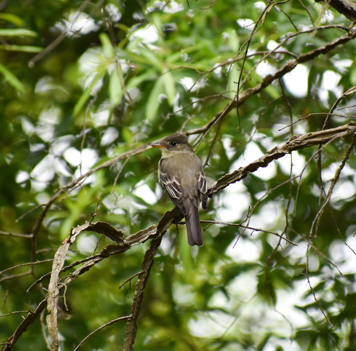 Eastern Wood-Pewee - ML159607271