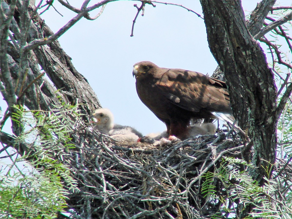 Harris's Hawk - ML159607561