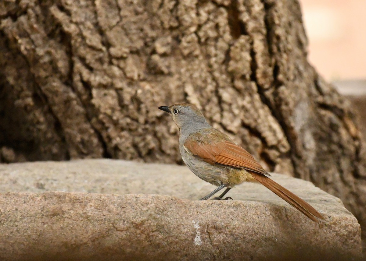 Collared Palm-Thrush - ML159607611