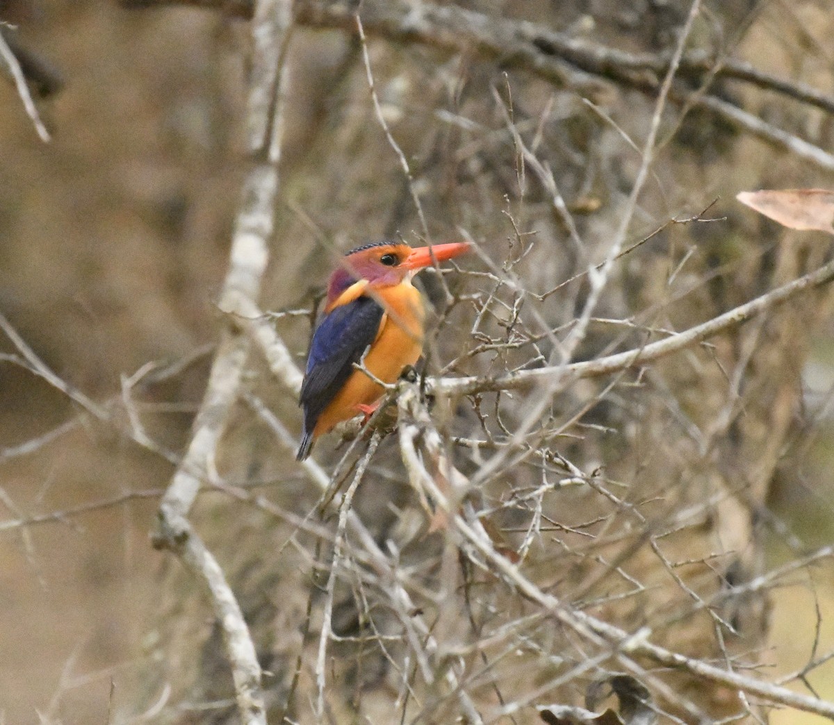 African Pygmy Kingfisher - ML159607871